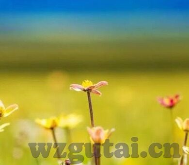 仙踪林果冻传媒视频-仙踪林果冻传媒视频，探索现代娱乐的独特魅力